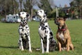 Two Dalmatians and Staffordshire Bull Terrier Royalty Free Stock Photo