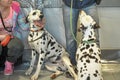 Two Dalmatians Royalty Free Stock Photo