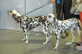 Two Dalmatians Royalty Free Stock Photo
