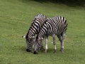 Damara zebra, Equus burchelli antiquorum, advancing together on pasture