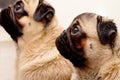 Two damp after a shower dog breed pug Royalty Free Stock Photo