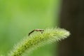 Two damsel bugs in love on the wild foxtail millet