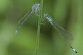 Two Damselflies sitting on a stalk of grass Royalty Free Stock Photo