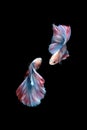 Two dancing betta siamese fighting fish Double tail grizzle in blue white red color type isolated on black background Royalty Free Stock Photo