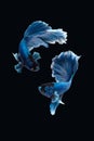 Two dancing of betta siamese fighting fish Halfmoon Rosetail in white blue color isolated on black background Royalty Free Stock Photo