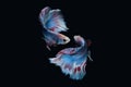 Two dancing Blue marble grizzle halfmoon betta fish siamese on black background