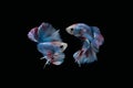 Two dancing Blue marble grizzle halfmoon betta fish siamese on black background