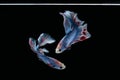 Two dancing Blue marble grizzle halfmoon betta fish siamese isolated on black background