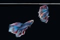 Two dancing Blue marble grizzle halfmoon betta fish siamese isolated on black background