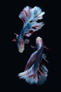 Two dancing Blue marble grizzle halfmoon betta fish siamese isolated on black background