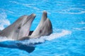 Two dancing dolphins Royalty Free Stock Photo