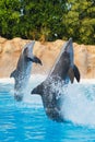 Two dancing dolphins in blue water Royalty Free Stock Photo