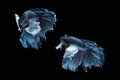 Two dancing grey dumbo, big ear halfmoon betta fish siamese on black background