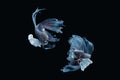 Two dancing grey dumbo, big ear halfmoon betta fish siamese isolated on black background