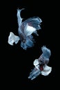 Two dancing grey dumbo, big ear halfmoon betta fish siamese isolated on black background