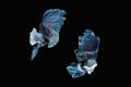 Two dancing grey dumbo, big ear halfmoon betta fish siamese isolated on black background