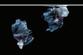 Two dancing grey dumbo, big ear halfmoon betta fish siamese isolated on black col background