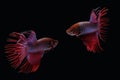 Two dancing red purple crown tail betta siamnse fighting fish isolated on black background Royalty Free Stock Photo