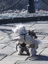 Two dancing terriers in the park