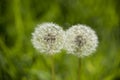 Two dandelion clocks side by side Royalty Free Stock Photo