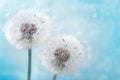 Two dandelion flowers with flying feathers on blue bokeh background. Beautiful dreamy nature card