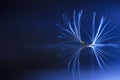 two dandelion fluffs together. Blue Background. Abstraction Royalty Free Stock Photo