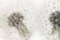 Two dandelion fragile blooming fluffy blowballs small elegant flowers on light background minimalistic macro wallpaper Royalty Free Stock Photo
