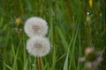 Two dandelion