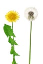 Two dandelion isolated on white background closeup Royalty Free Stock Photo