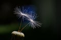 Two dandelion parachute seeds side by side Royalty Free Stock Photo