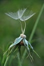 Two dandelion seeds Royalty Free Stock Photo