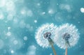 two dandelion seeds blowing in the sky Royalty Free Stock Photo