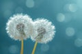 two dandelion seeds blowing in the sky Royalty Free Stock Photo