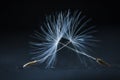 Two dandelion seeds Royalty Free Stock Photo