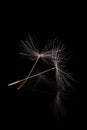 Two dandelion seeds, crossed Royalty Free Stock Photo