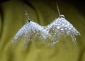 Two dandelion seeds with water drops isolated in natural background