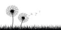 Two dandelion silhouette with flying seeds on meadow Royalty Free Stock Photo