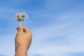 A child`s hand holds two ripe past and fluffy dandelion flowers against a blue summer sky Royalty Free Stock Photo