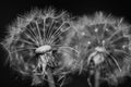 Two dandelions close up black and white Royalty Free Stock Photo