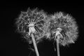 Two dandelions close up black and white Royalty Free Stock Photo