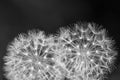 Two dandelions close up black and white Royalty Free Stock Photo