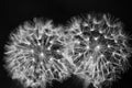 Two dandelions close up black and white Royalty Free Stock Photo