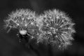 Two dandelions close up black and white Royalty Free Stock Photo