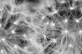 Two dandelions close up black and white Royalty Free Stock Photo