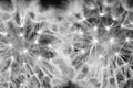 Two dandelions close up black and white Royalty Free Stock Photo