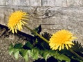 Two dandelions grows under the slit of the board Royalty Free Stock Photo