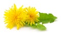 Two dandelions with leaves Royalty Free Stock Photo