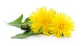 Two dandelions with leaves. Royalty Free Stock Photo