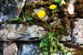 Dandelions on a stone wall Royalty Free Stock Photo