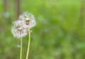 Two dandelions with seeds in the morning sunlight blowing away on fresh green background Royalty Free Stock Photo